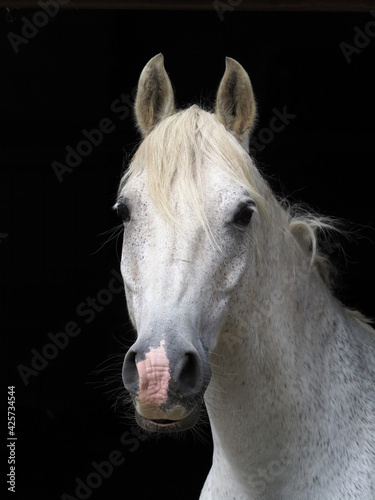 Grey Horse Headshot © Nigel Baker