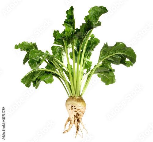 Fresh Vegetables - Single Sugar Beet with Leaves on white Background Isolated