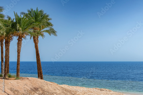 Fototapeta Naklejka Na Ścianę i Meble -  Tropical paradise. Sunny beach with palm and turquoise sea in Red Sea, Egypt. Summer vacation and tropical beach concept.	