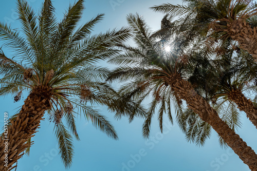 Palm trees against the blue sky on Sunny day in tropical beach. Summer vacation and tropical beach concept. 