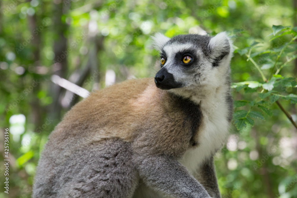 A lemur looking to the side, Madagascar A lemur looking to the side, Madagascar
