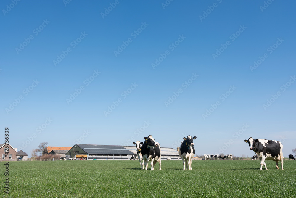 Fototapeta premium black and white spotted cows in green meadow near farm in dutch province of zeeland