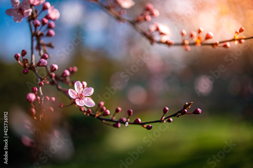 Spring countryside, romantic flowers landscape. Closeup soft blooming pink floral abstract texture design. Macro flowers, springtime nature. Sun rays, beams spring card. Idyllic cherry blossom