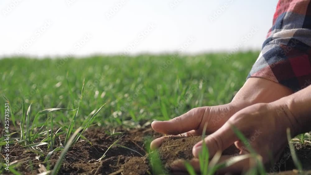 farmer man holds in hand pile of dirt soil lifestyle . eco farming ground agriculture concept. male worker studies winter green wheat crops works in field. agronomist prepare to harvest crop large farmer man holds in hand pile of dirt soil lifestyle . eco farming ground agriculture concept. male worker studies winter green wheat crops works in field. agronomist prepare to harvest crop large