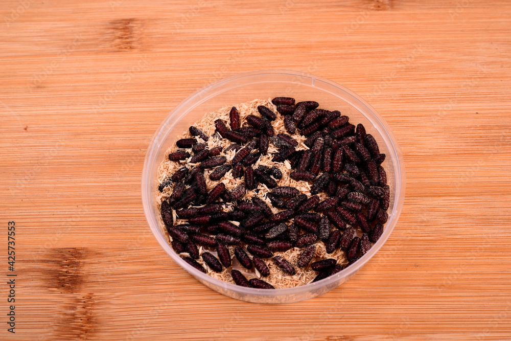 White fly larvae, maggots , close-up. Bait for anglers White fly larvae, maggots , close-up. Bait for anglers