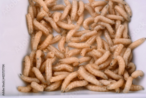 White fly larvae, maggots , close-up. Bait for anglers © Art Johnson