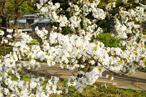 Tokyo, Japan - March 2021: Beautiful cherry blossom, sakura, on blur background at Chidori-ga-fuchi park during spring, closeup - 桜 千鳥ヶ淵 緑道の桜 東京 日本
 photo