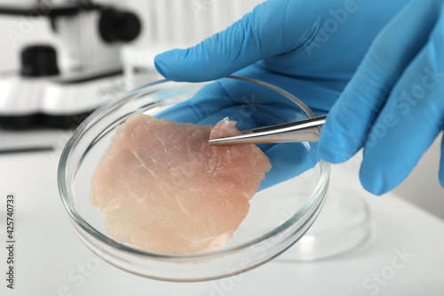 Scientist taking raw cultured meat out of Petri dish with tweezers in laboratory, closeup
