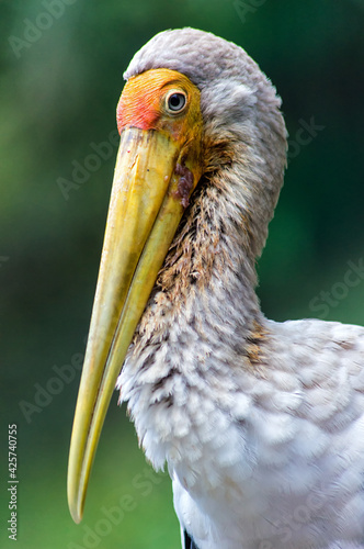 Painted Stork photo