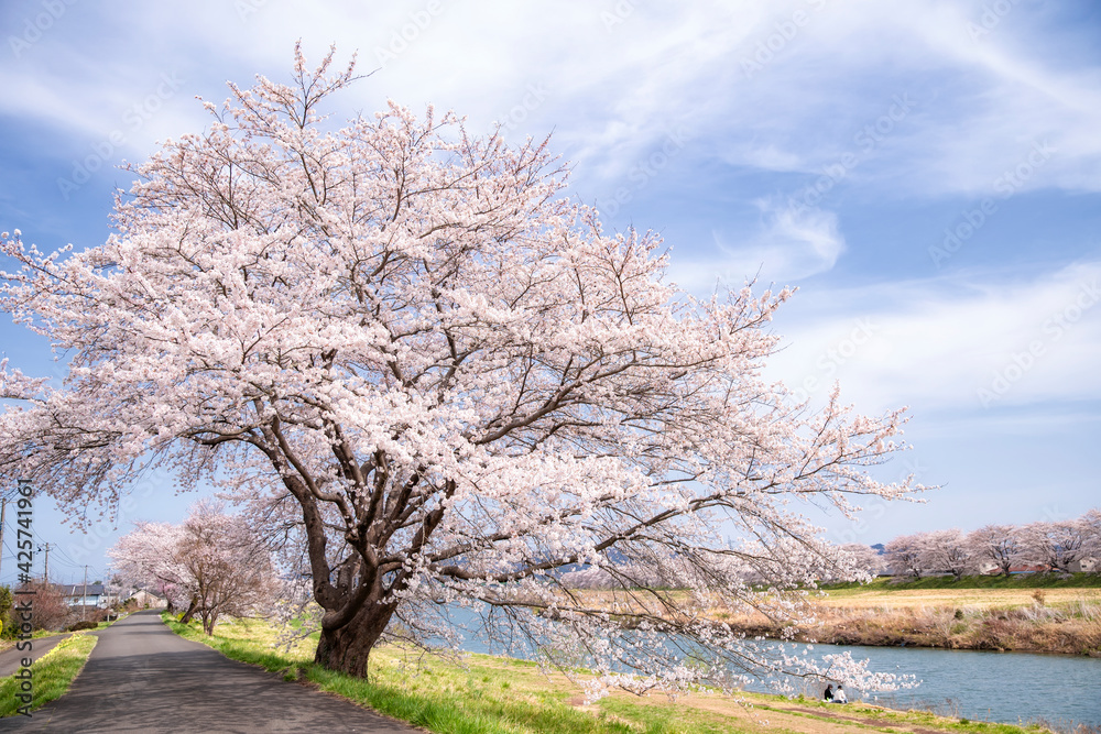 Cherry Blossom along Shiroishi River in Miyagi, Japan Cherry Blossom along Shiroishi River in Miyagi, Japan