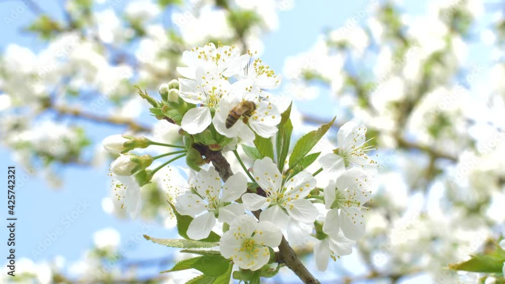 a little bees on the flowering cherry plant a little bees on the flowering cherry plant