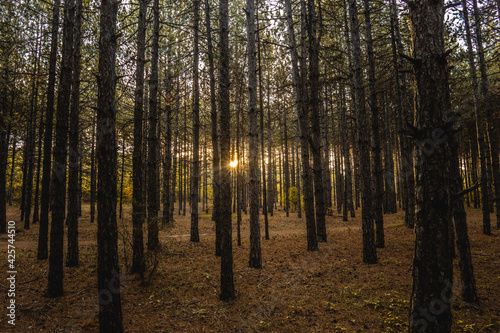 beautiful sunrise between tall trees in a forest