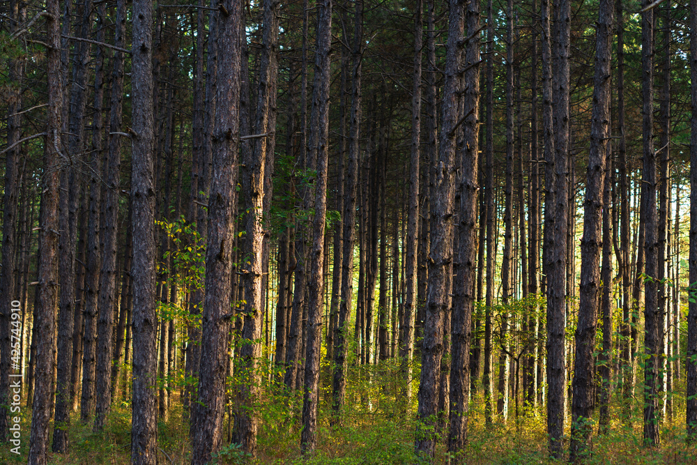 sunrise between trees in a forest sunrise between trees in a forest