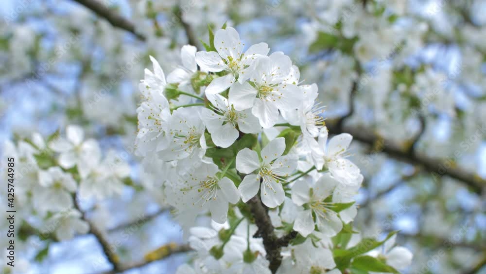 a little bees on the flowering cherry plant a little bees on the flowering cherry plant