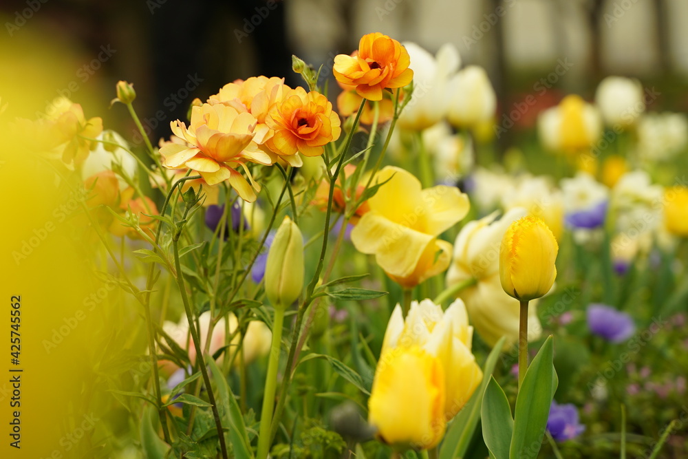 Yellow tulip and other flowers are blooming  at  Yamashita park at Yokohama, Kanagawa, Japan. March and April in Spring.
