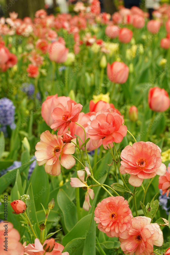 Pink tulip and other flowers are blooming at Yamashita park at Yokohama, Kanagawa, Japan. March and April in Spring. Pink tulip and other flowers are blooming at Yamashita park at Yokohama, Kanagawa, Japan. March and April in Spring.