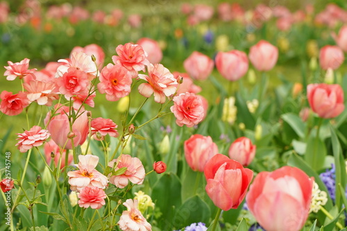 Fototapeta Naklejka Na Ścianę i Meble -  Pink tulip and other flowers are blooming  at  Yamashita park at Yokohama, Kanagawa, Japan. March and April in Spring.