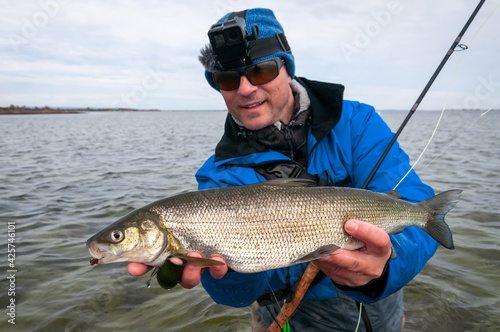 White fish - fly fishing trophy