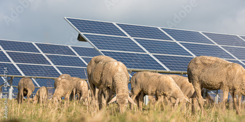 solar power panels with grazing sheeps - photovoltaic system