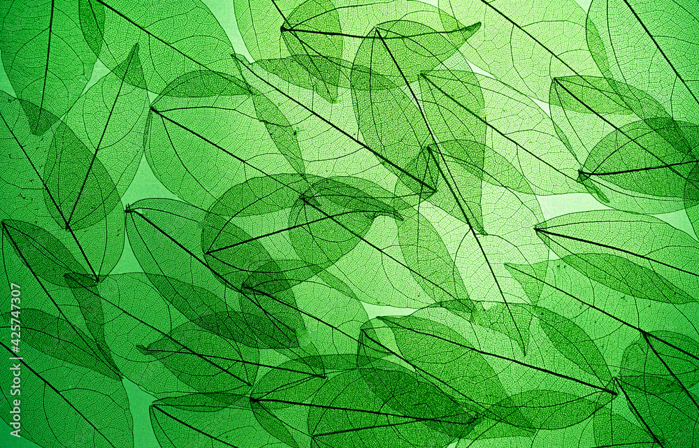 Fototapeta premium Skeletonized leaves in the light. Leaf silhouette. Deciduous background. Nature. Dried background
