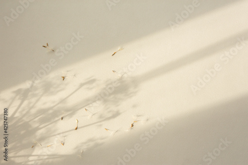 Shadow natural background of dandelion flowers on beige paper. Abstract decorative natural composition in pastel shades. Neutral nature concept blurred background with space for text. Shades of earth.