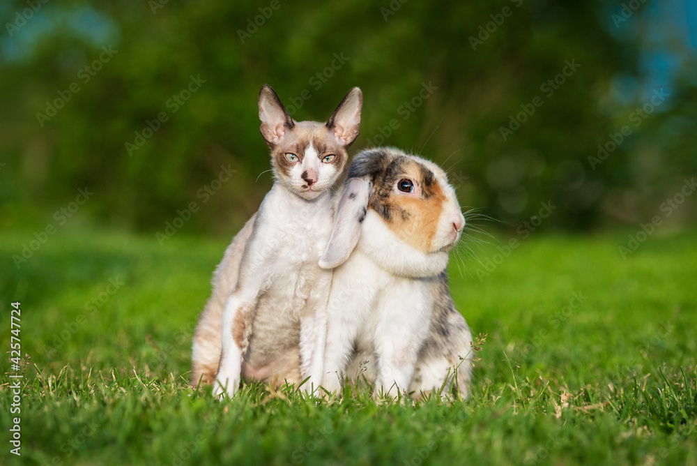 Cornish rex kitten with a rabbit together in summer Cornish rex kitten with a rabbit together in summer