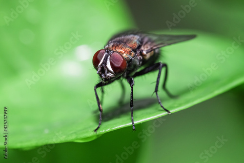 Close up Blow fly, carrion fly, bluebottles or cluster fly © AungMyo