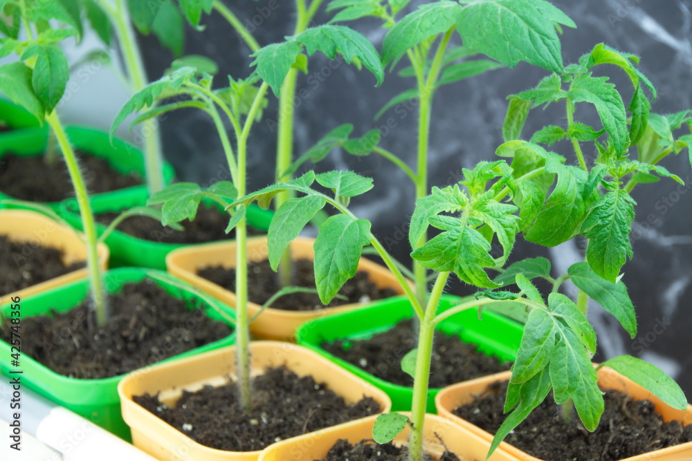 Green tomato sprouts in a bright colored pot package Green tomato sprouts in a bright colored pot package