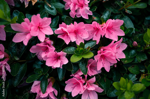 pink flowers in the garden