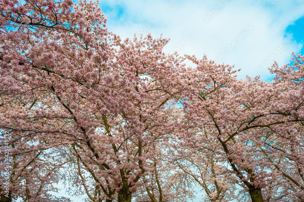 Spring is in the air with colorful cultivar cherry blossoms in trees in a residential area, Almere, Flevoland, The Netherlands, April 5, 2021