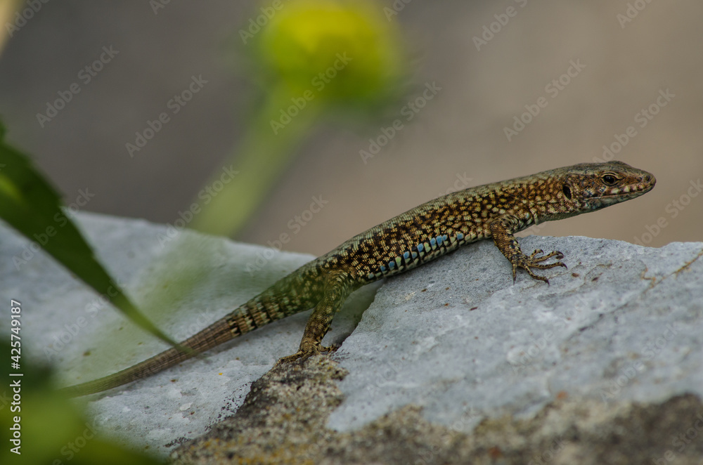 Naklejka premium Macro of a lizard resting on a stone with bokeh background