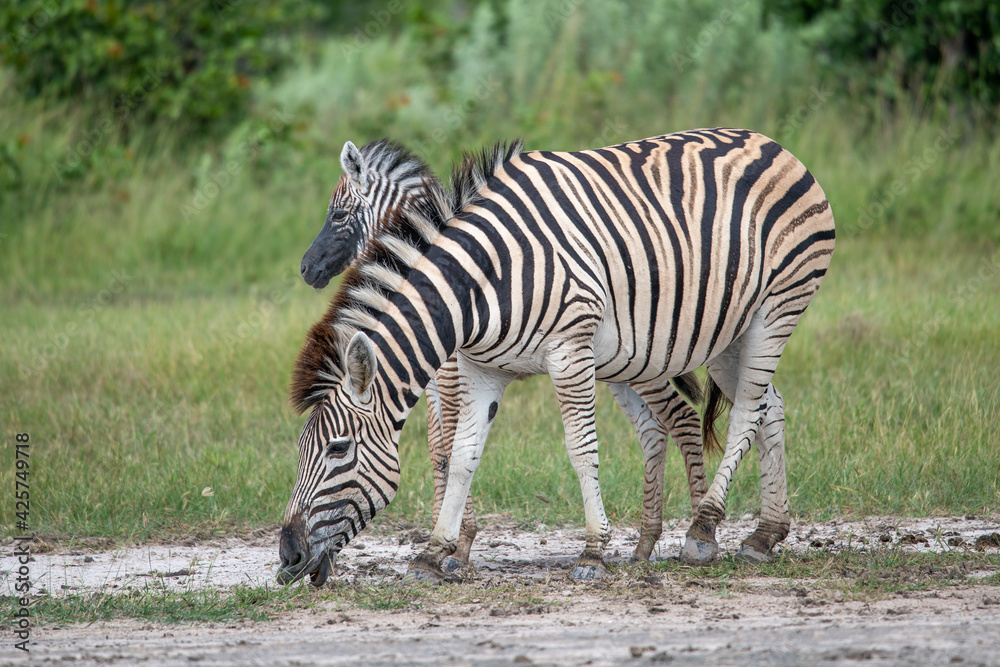 Equus quagga, the plains zebra standing on the African Plains Equus quagga, the plains zebra standing on the African Plains