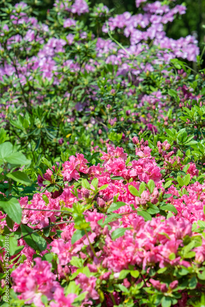 Spring scenery of Huangpi Mulan Yunwu Mountain in Wuhan, Hubei Spring scenery of Huangpi Mulan Yunwu Mountain in Wuhan, Hubei