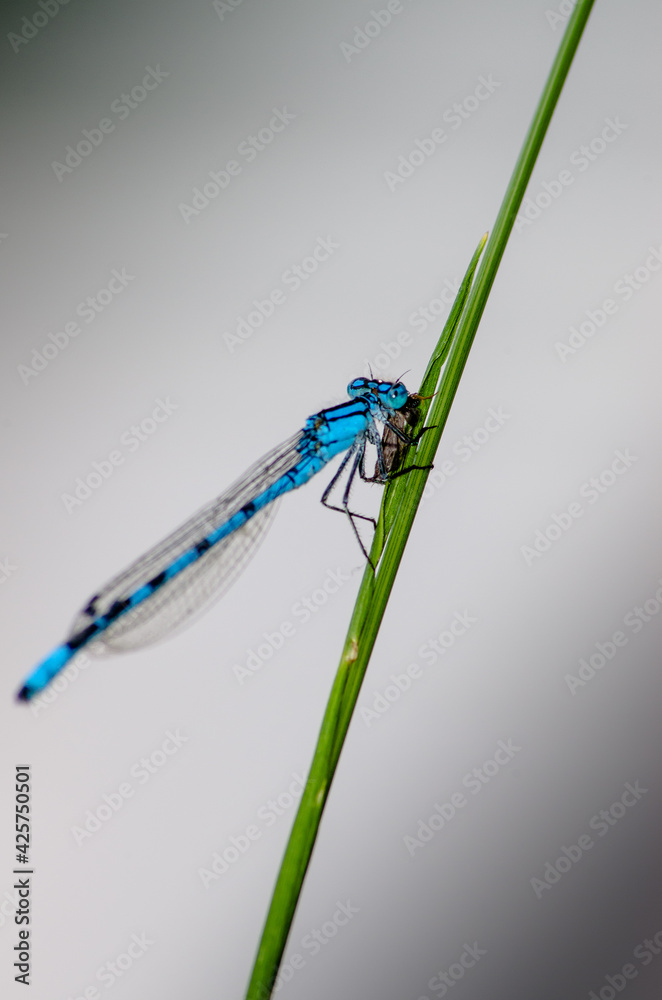 Macro of a blue feather dragonfly on a halm of grass in front of neutral background Macro of a blue feather dragonfly on a halm of grass in front of neutral background