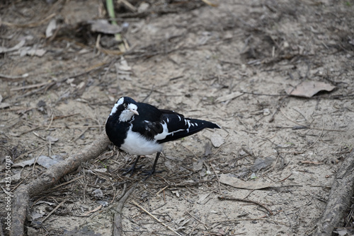 A magpie-lark standing in sandy soil with its head turned photo