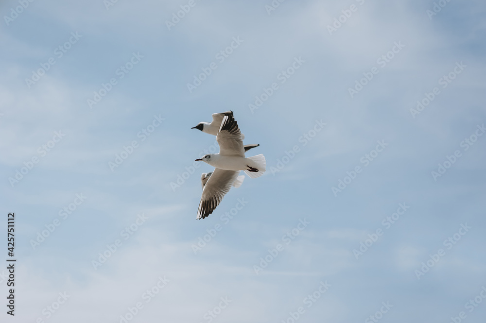 Large, beautiful white seagulls fly against the blue sky, soaring above the clouds and the ocean, spreading their long wings in the daytime. Spring photography of a bird. Large, beautiful white seagulls fly against the blue sky, soaring above the clouds and the ocean, spreading their long wings in the daytime. Spring photography of a bird.