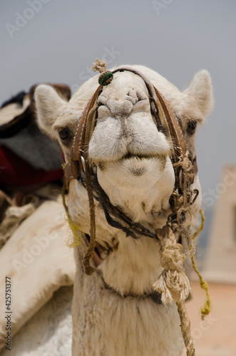 Fototapeta Naklejka Na Ścianę i Meble -  Portrait of funny looking camel in Egypt