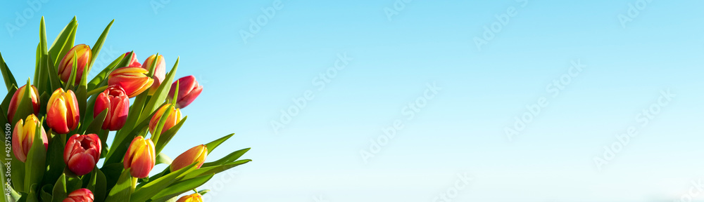 spring flowers. A bouquet of pink and yellow tulips on a blue sky background. Congratulation on international womens day, March 8, birthday, mother's day. Copy space. Mock up. Soft focus. banner. spring flowers. A bouquet of pink and yellow tulips on a blue sky background. Congratulation on international womens day, March 8, birthday, mother's day. Copy space. Mock up. Soft focus. banner.