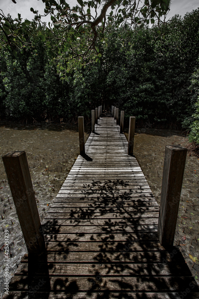 Boardwalk in forest for background