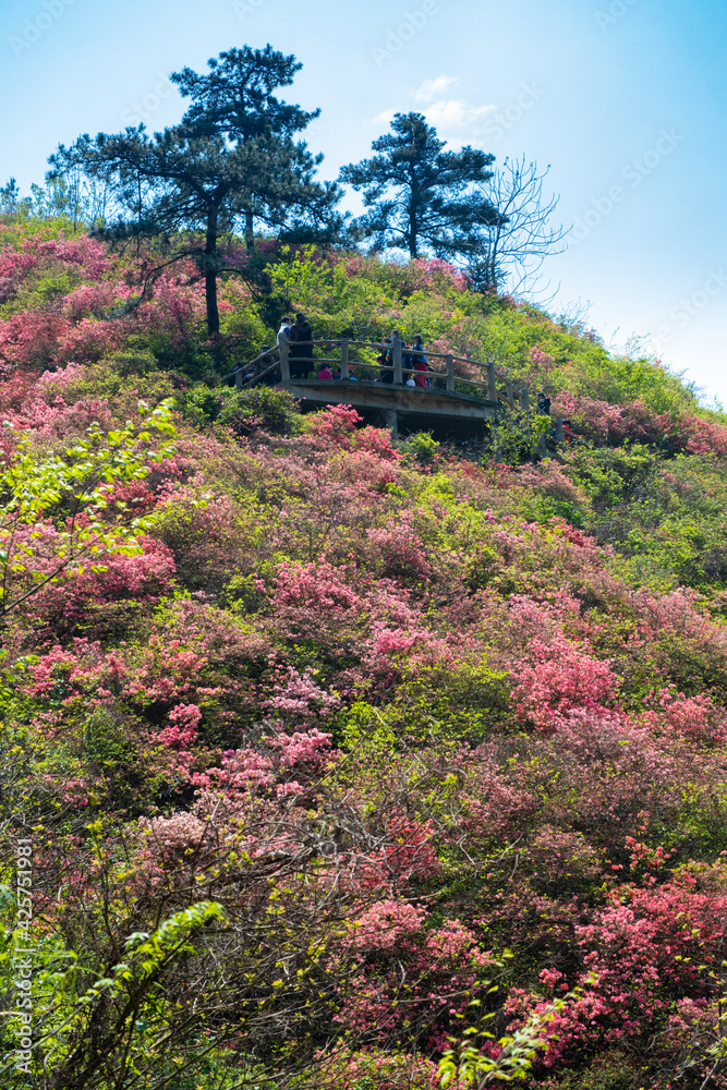 Spring scenery of Huangpi Mulan Yunwu Mountain in Wuhan, Hubei Spring scenery of Huangpi Mulan Yunwu Mountain in Wuhan, Hubei