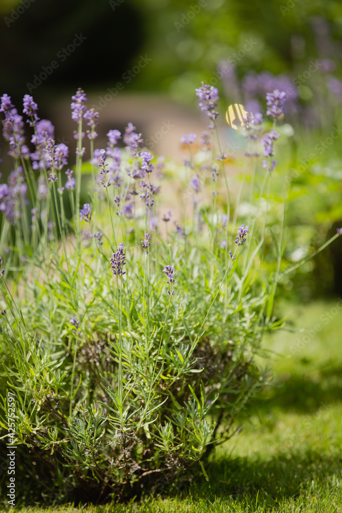 Obraz premium Flowering lavender. Field of blooming lavender