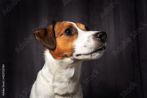 Cute puppy Jack Russell terrier - studio shot and gray background