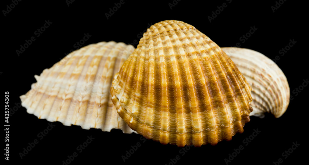 Seashells isolated on black background close up. Seashells isolated on black background close up.