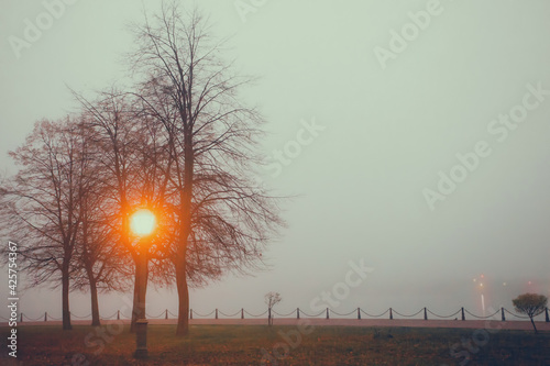 Trees in the fog on the river
