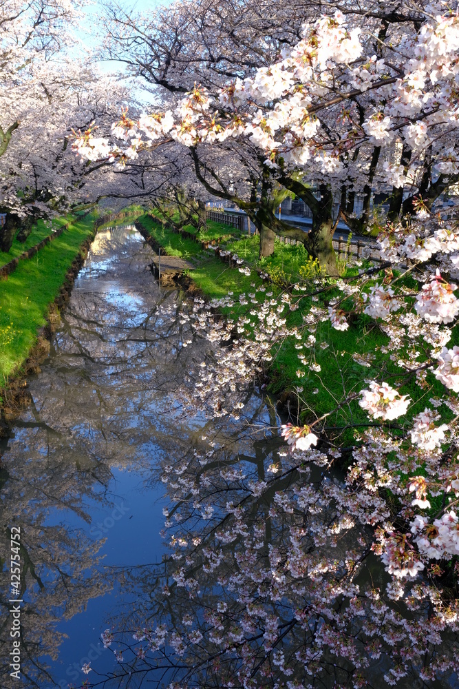 小江戸川越の桜の咲く春 新河岸川の風景 小江戸川越の桜の咲く春 新河岸川の風景