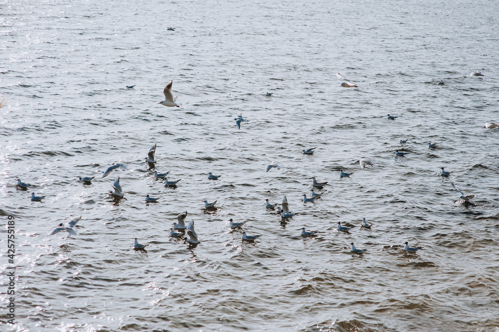 A flock of beautiful white and gray gulls are resting while sitting on the wavy sea. A flock of beautiful white and gray gulls are resting while sitting on the wavy sea.