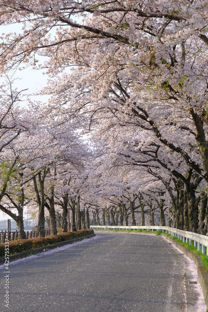 Obraz premium 小江戸川越の桜の咲くころ 伊佐沼の桜並木 朝の風景