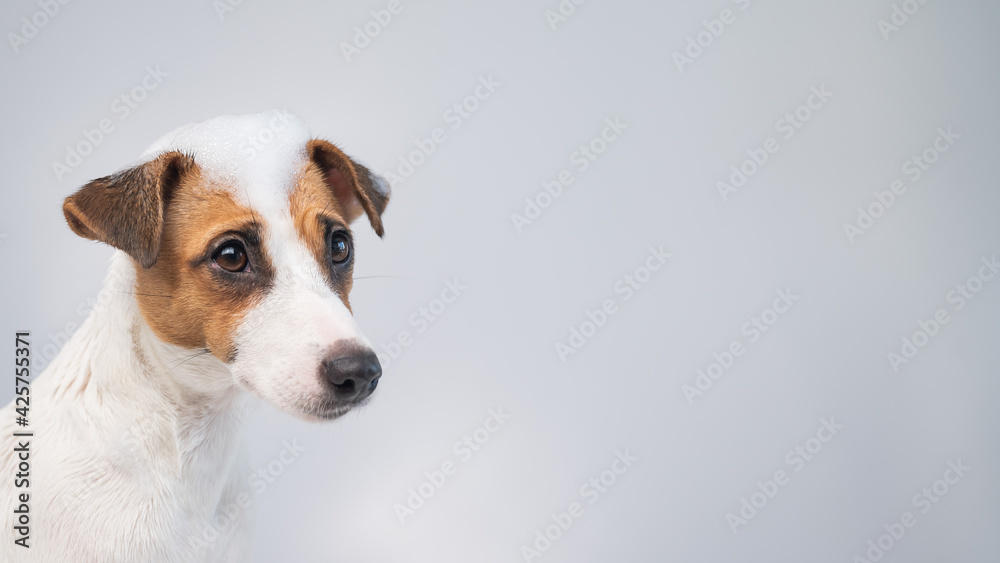 Funny dog jack russell terrier with foam on his head on a white background. Copy space. Widescreen. Funny dog jack russell terrier with foam on his head on a white background. Copy space. Widescreen.