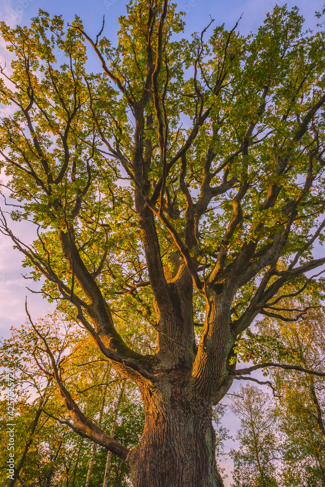 The trunk of old oak tree, evening light The trunk of old oak tree, evening light