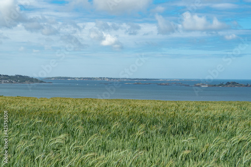 Fotografia A grainfield at the Atlantic coast of Bretagne, France.